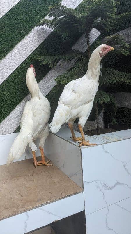 All setup for sale urgently | Heera aseel | Lasani | hens | cage 3