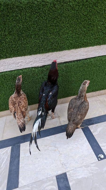 All setup for sale urgently | Heera aseel | Lasani | hens | cage 4