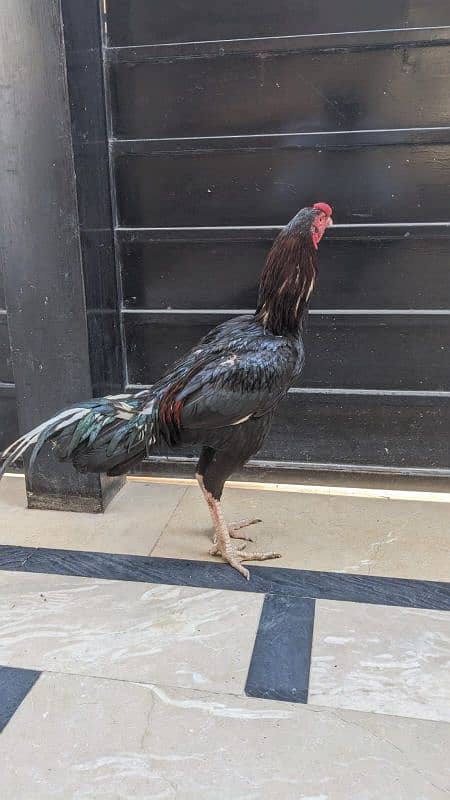 All setup for sale urgently | Heera aseel | Lasani | hens | cage 5