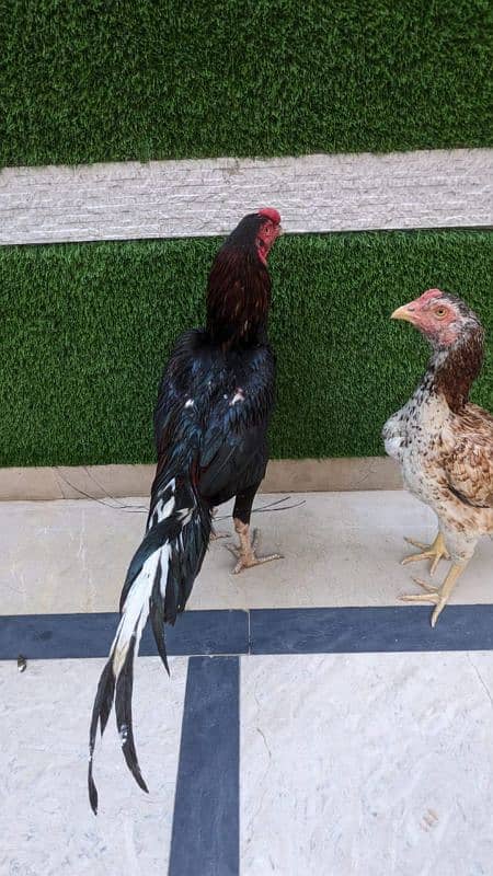 All setup for sale urgently | Heera aseel | Lasani | hens | cage 6