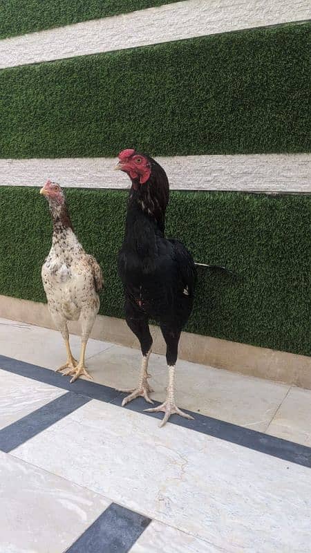 All setup for sale urgently | Heera aseel | Lasani | hens | cage 7