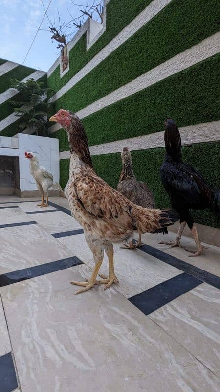 All setup for sale urgently | Heera aseel | Lasani | hens | cage 8