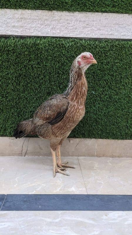 All setup for sale urgently | Heera aseel | Lasani | hens | cage 9