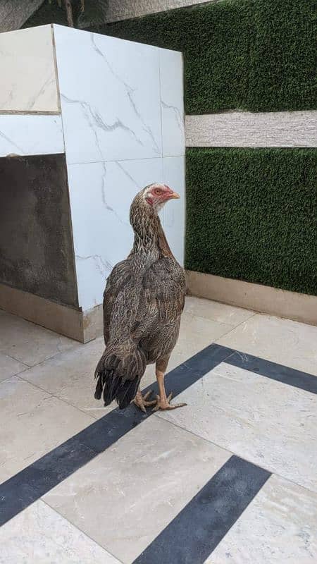 All setup for sale urgently | Heera aseel | Lasani | hens | cage 10