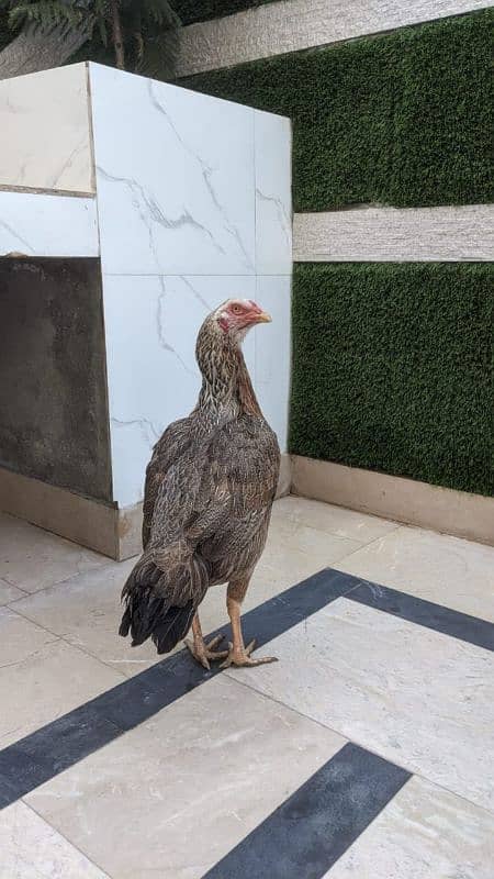 All setup for sale urgently | Heera aseel | Lasani | hens | cage 11