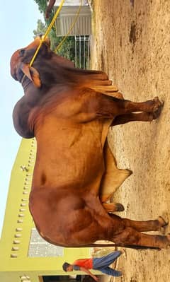 BRAHMAN BULL