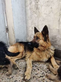 German Shepherd Female