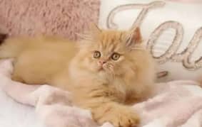 Persian Cat for sale my WhatsApp numbers03468556940