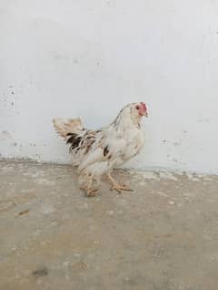 Golden misri/ lohman brown chicks /hens for sale