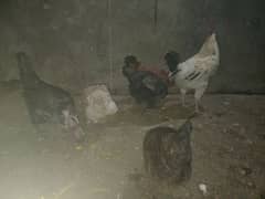 desi golden misri egg laying hens