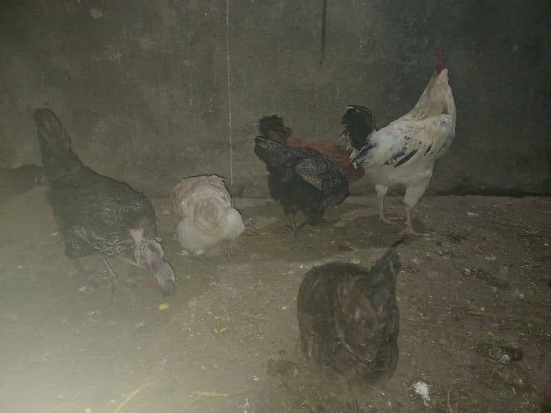 desi golden misri egg laying hens 0