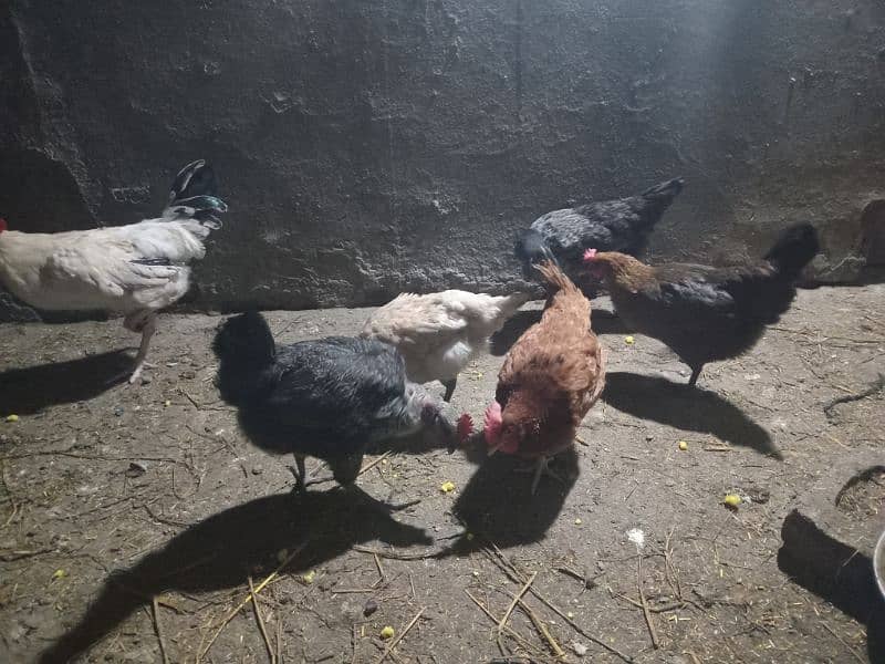 desi golden misri egg laying hens 1