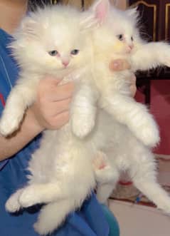 white Persian kittens male and female pair