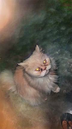 Persian feeding cat