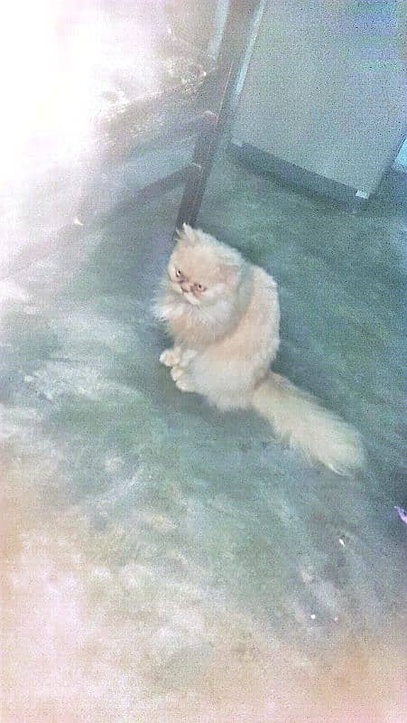 Persian feeding cat 3