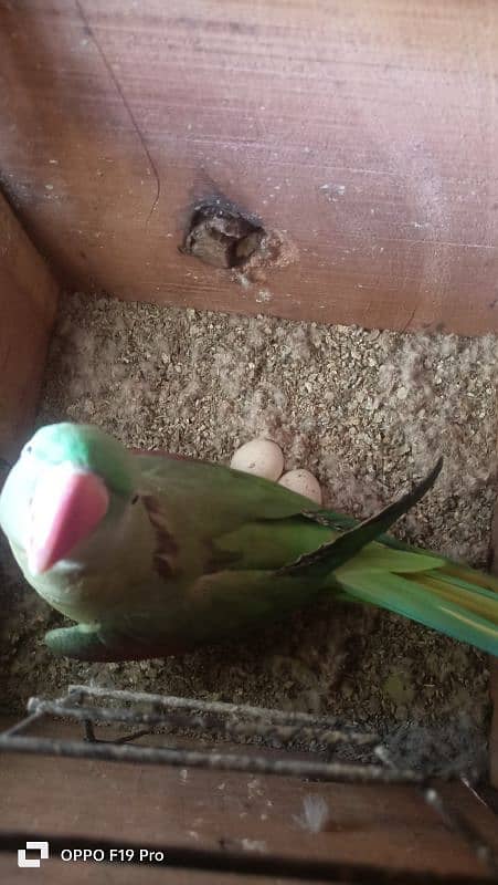 raw parrot for sale 3