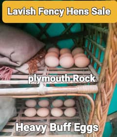 Fency Breeds Silkie Plymouth and Heavy Buff Cochin Eggs Available