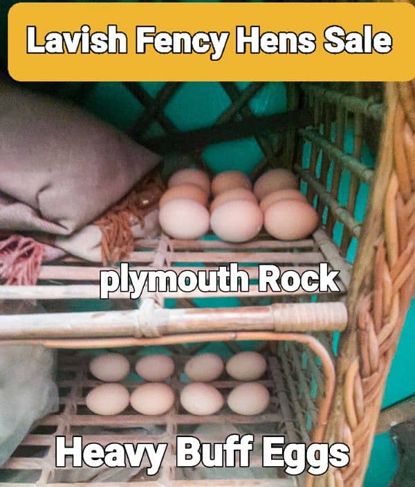 Fency Breeds Silkie Plymouth and Heavy Buff Cochin Eggs Available 0