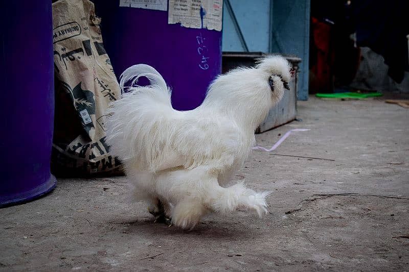 Fency Breeds Silkie Plymouth and Heavy Buff Cochin Eggs Available 2