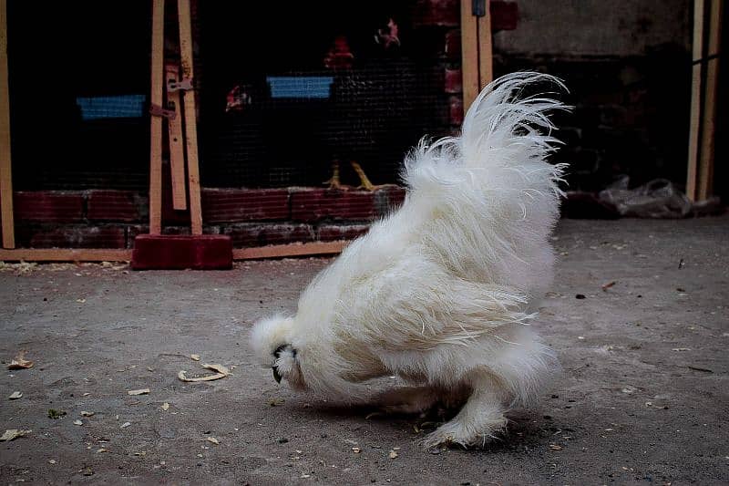 Fency Breeds Silkie Plymouth and Heavy Buff Cochin Eggs Available 3