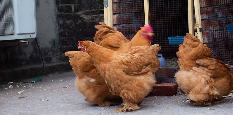 Fency Breeds Silkie Plymouth and Heavy Buff Cochin Eggs Available 5