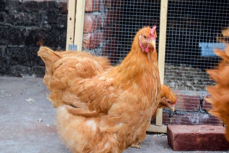 Fency Breeds Silkie Plymouth and Heavy Buff Cochin Eggs Available 6