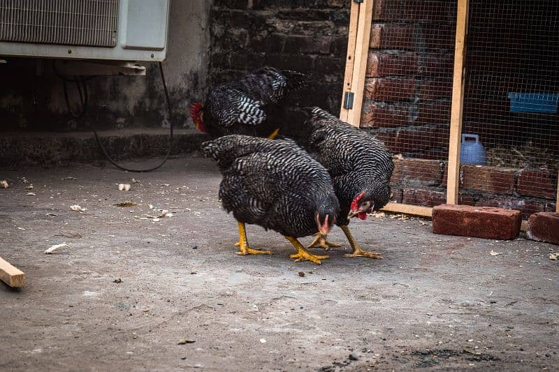 Fency Breeds Silkie Plymouth and Heavy Buff Cochin Eggs Available 8