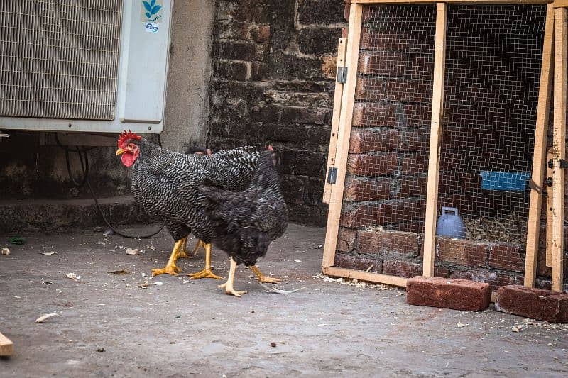 Fency Breeds Silkie Plymouth and Heavy Buff Cochin Eggs Available 9