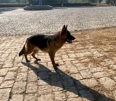 pink pedigree German shepherd female