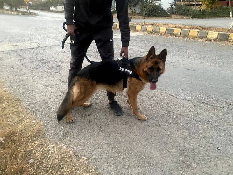 pink pedigree German shepherd female 1