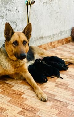 Puppies Germen shepherd