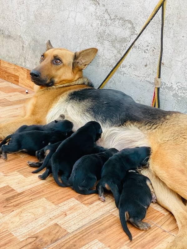 Puppies Germen shepherd 6