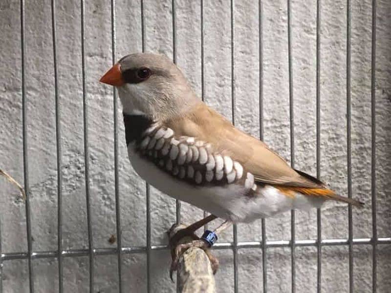 Connery Finch 0