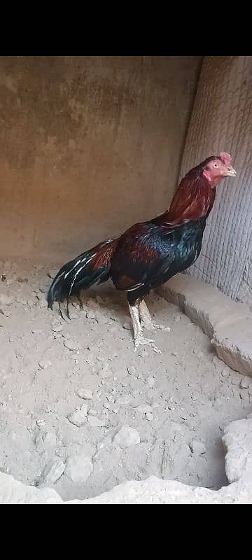 mianwali aseel pair of sale 3