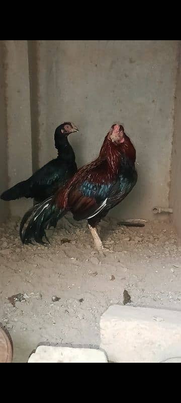 mianwali aseel pair of sale 5