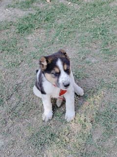 torkish kangal dog pair 3 month age ha active bht cute ha