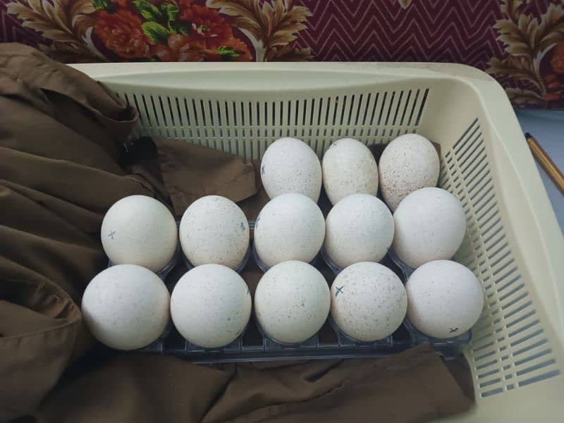 eggs and turkey bird chicks 1 month plus age comon black colour 1