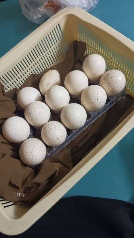 eggs and turkey bird chicks 1 month plus age comon black colour 2