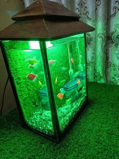 18 Fishes with Aquarium and all accessories