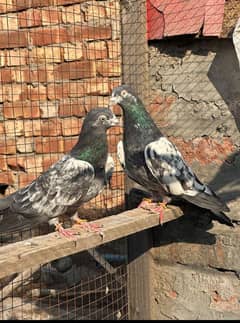 breeding pair 03234109663