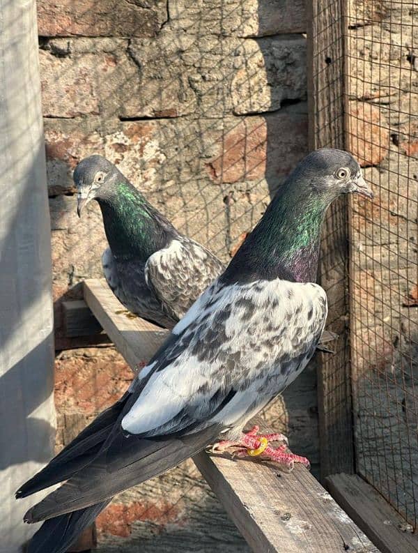 breeding pair 03234109663 1