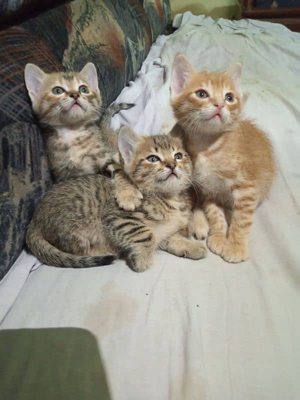 Persian Kitten cats Pairs Very Cute 2