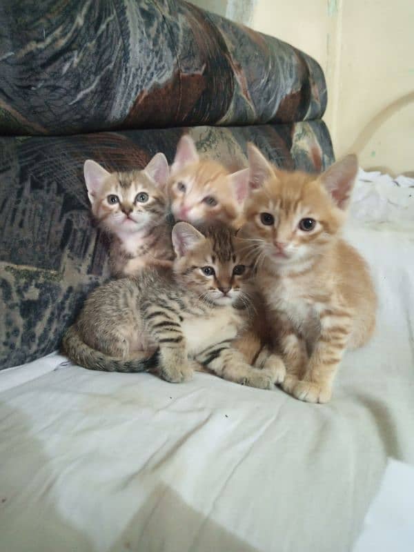 Persian Kitten cats Pairs Very Cute 5