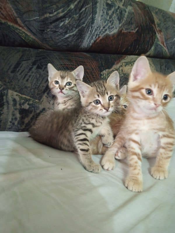 Persian Kitten cats Pairs Very Cute 7