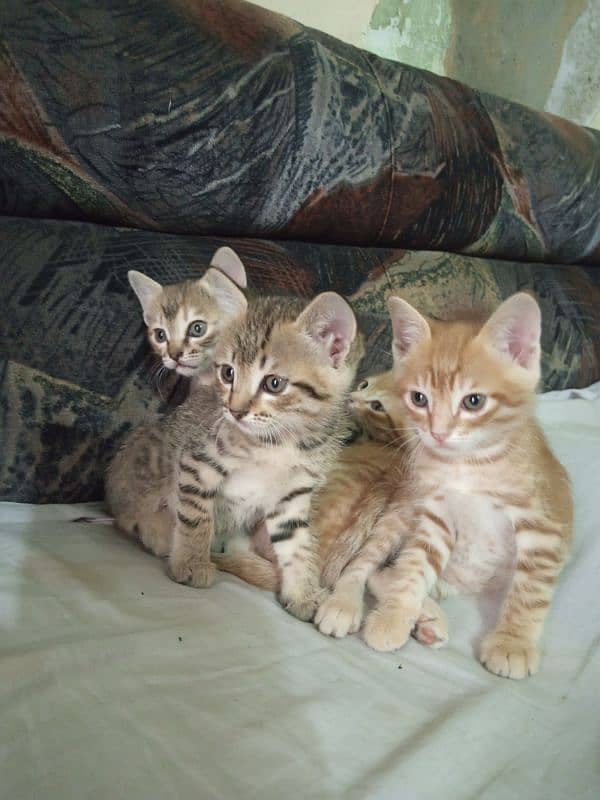 Persian Kitten cats Pairs Very Cute 8