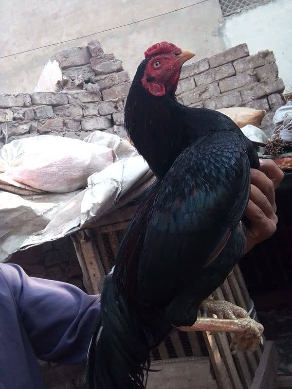 Pure Aseel Murga For Sale 2