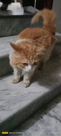 persian cat