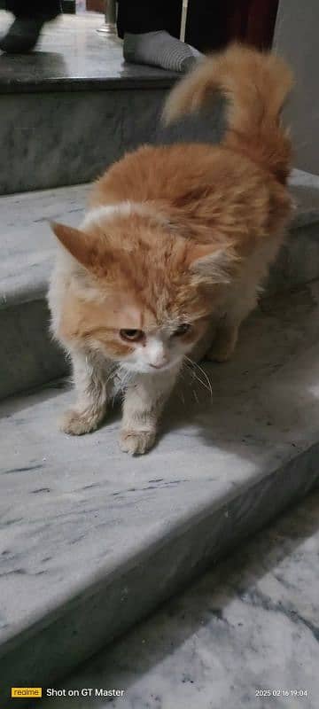 persian cat 0