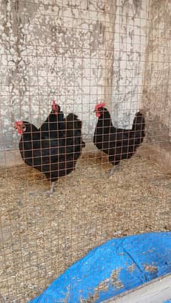 Austrolop Hens