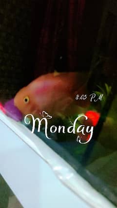 parrot fish single healty